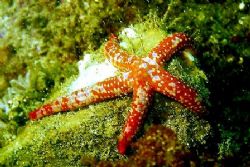 Starfish - Catalina Island, CA. by Dallas Poore 